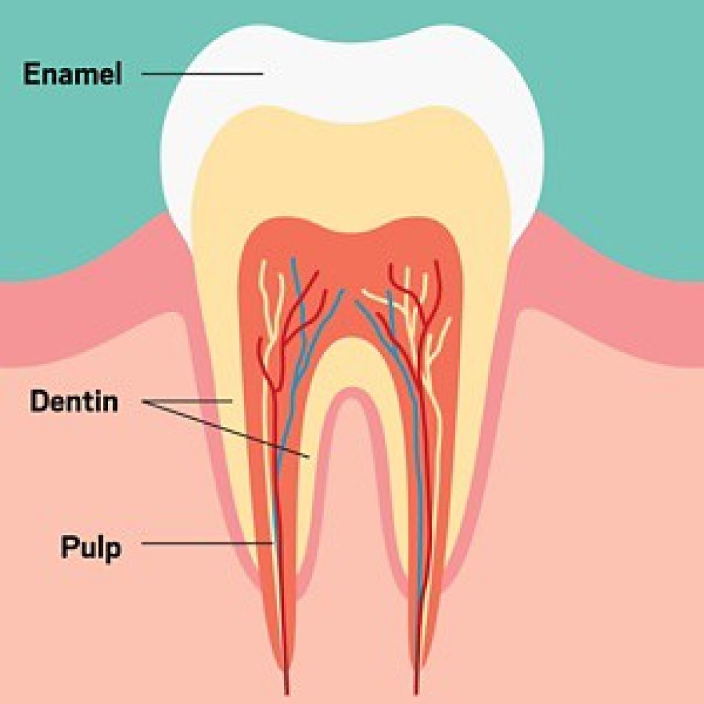 What is Enamel